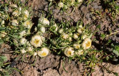 APII jpeg image of Myriocephalus rhizocephalus  © contact APII