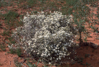 APII jpeg image of Olearia pimeleoides  © contact APII