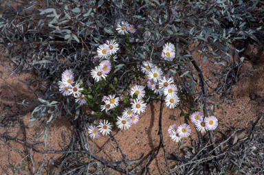 APII jpeg image of Olearia rudis  © contact APII