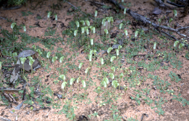 APII jpeg image of Pterostylis nana  © contact APII