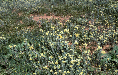 APII jpeg image of Rhodanthe moschata  © contact APII