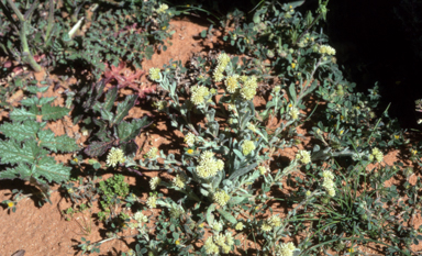 APII jpeg image of Rhodanthe moschata  © contact APII