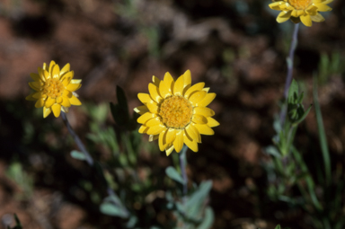 APII jpeg image of Rhodanthe polygalifolia  © contact APII