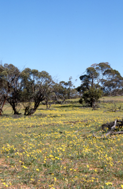 APII jpeg image of Senecio gregorii  © contact APII