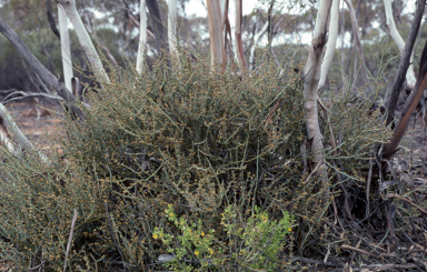 APII jpeg image of Templetonia sulcata  © contact APII