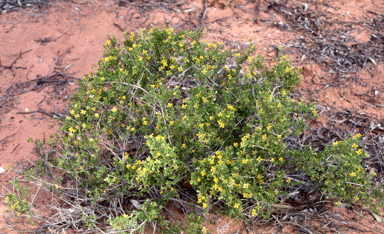 APII jpeg image of Roepera aurantiaca  © contact APII