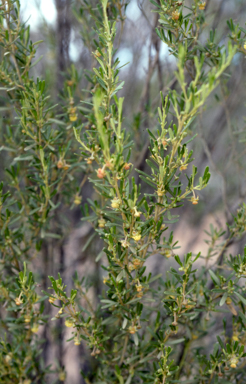 APII jpeg image of Beyeria opaca  © contact APII