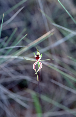 APII jpeg image of Caladenia  © contact APII