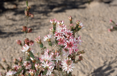 APII jpeg image of Calytrix tetragona  © contact APII