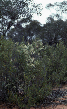 APII jpeg image of Clematis microphylla  © contact APII