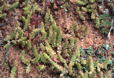 APII jpeg image of Crassula colorata  © contact APII