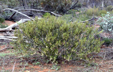 APII jpeg image of Eremophila desertii  © contact APII