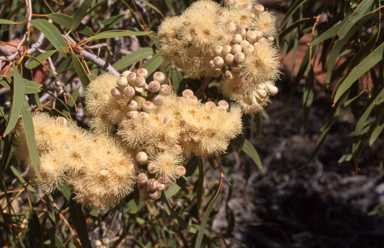APII jpeg image of Eucalyptus terminalis  © contact APII