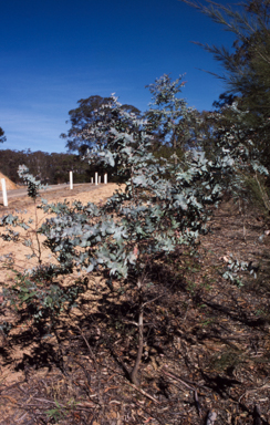 APII jpeg image of Eucalyptus kartzoffiana  © contact APII