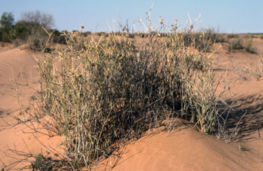 APII jpeg image of Zygochloa paradoxa  © contact APII