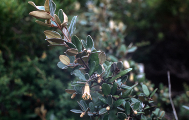 APII jpeg image of Correa backhouseana  © contact APII