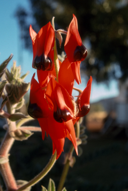 APII jpeg image of Swainsona formosa  © contact APII