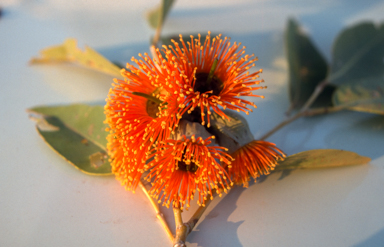 APII jpeg image of Eucalyptus miniata  © contact APII