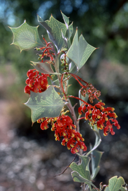APII jpeg image of Grevillea wickhamii  © contact APII