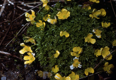 APII jpeg image of Ranunculus niphophilus  © contact APII