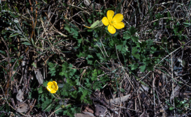 APII jpeg image of Ranunculus sp.  © contact APII