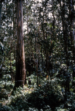 APII jpeg image of Eucalyptus globulus  © contact APII