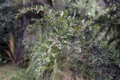 APII jpeg image of Acacia riceana  © contact APII