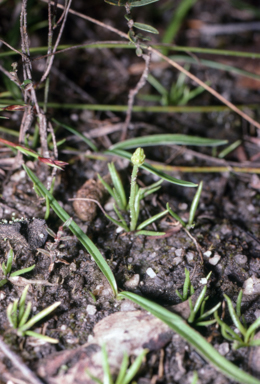 APII jpeg image of Phylloglossum drummondii  © contact APII
