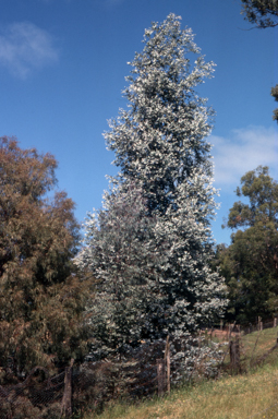 APII jpeg image of Eucalyptus cinerea subsp. cinerea  © contact APII