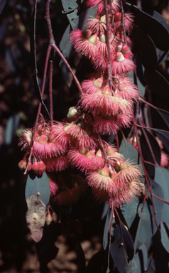 APII jpeg image of Eucalyptus sideroxylon  © contact APII