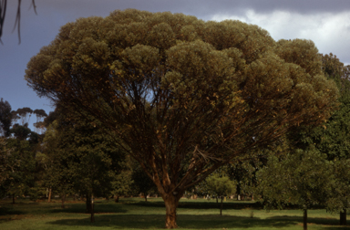 APII jpeg image of Eucalyptus steedmanii  © contact APII