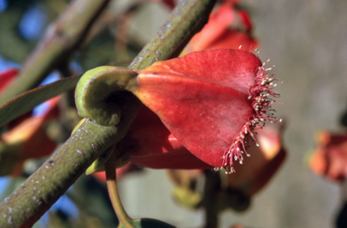 APII jpeg image of Eucalyptus tetraptera  © contact APII