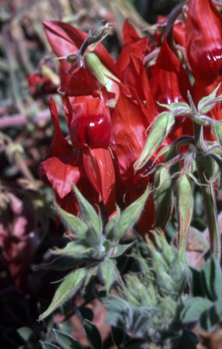 APII jpeg image of Swainsona formosa  © contact APII