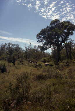 APII jpeg image of Eucalyptus marginata  © contact APII
