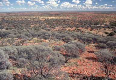 APII jpeg image of Acacia aneura  © contact APII