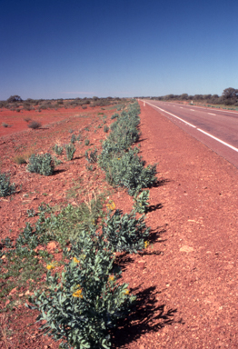 APII jpeg image of Senecio magnificus  © contact APII