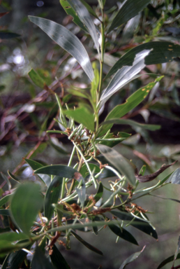 APII jpeg image of Acacia matthewii  © contact APII