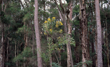 APII jpeg image of Acacia rubida  © contact APII