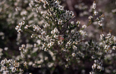 APII jpeg image of Epacris microphylla  © contact APII