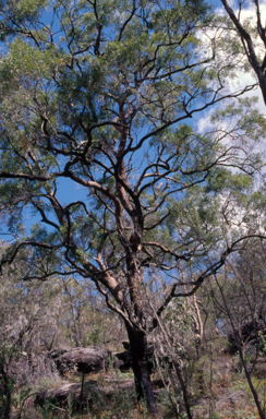 APII jpeg image of Eucalyptus squamosa  © contact APII