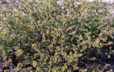 APII jpeg image of Kunzea rupestris  © contact APII