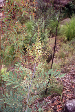 APII jpeg image of Lomatia silaifolia  © contact APII