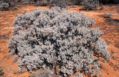 APII jpeg image of Maireana sp.  © contact APII