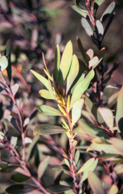 APII jpeg image of Persoonia glaucescens  © contact APII