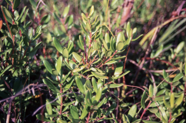 APII jpeg image of Persoonia mollis subsp. nectens  © contact APII