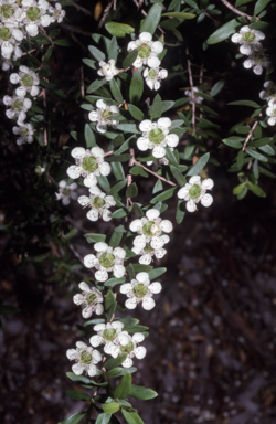 APII jpeg image of Leptospermum polygalifolium  © contact APII