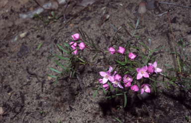 APII jpeg image of Boronia fastigiata  © contact APII