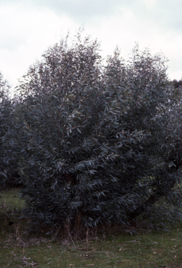 APII jpeg image of Eucalyptus polybractea  © contact APII