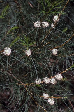 APII jpeg image of Hakea drupacea  © contact APII