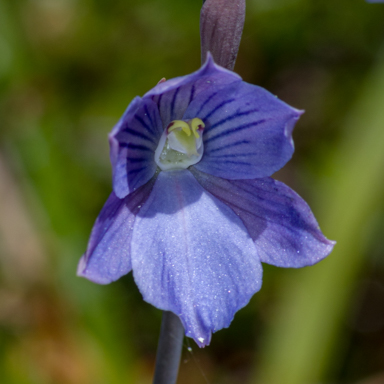 APII jpeg image of Thelymitra cyanea  © contact APII